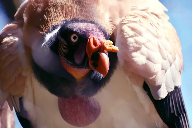 King Vulture 