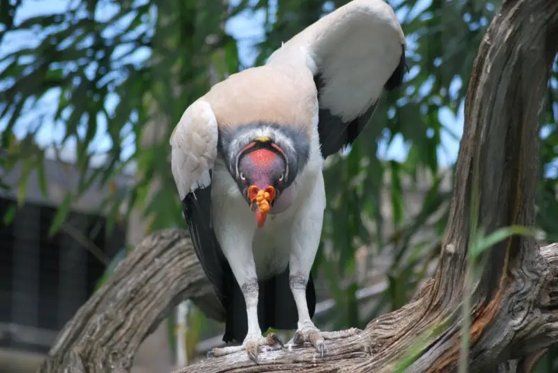 King Vulture