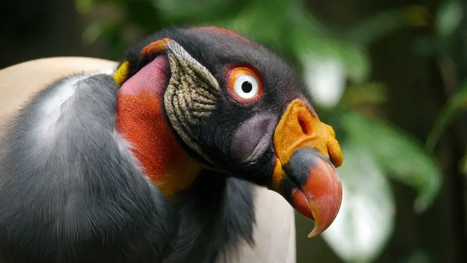 King Vulture