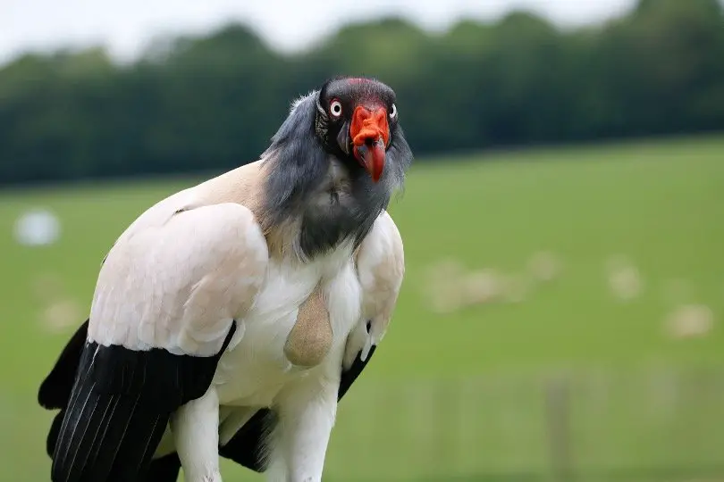 King Vulture