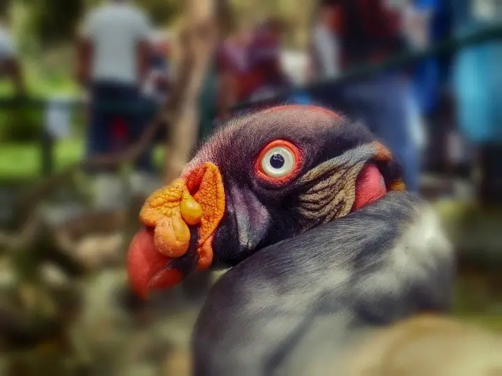 King Vulture