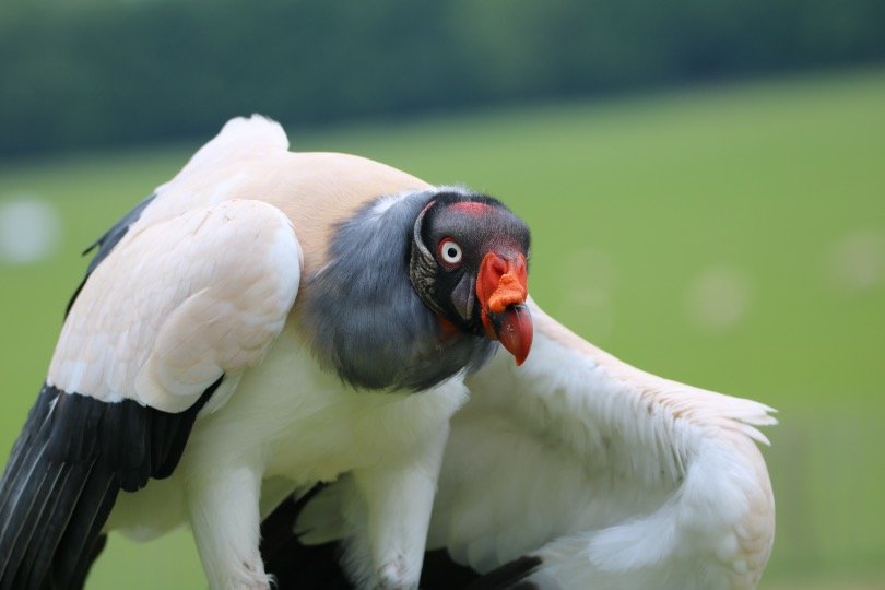 King Vulture