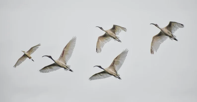 Migrating Birds in a group