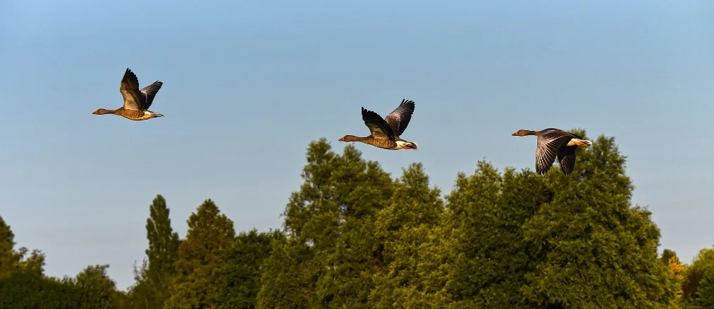 Migrating Goose