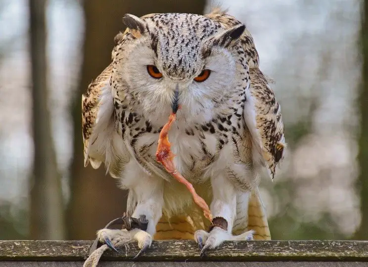 Owl Eating Rabbit in the wild