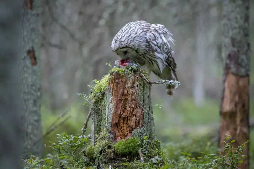 Owl Eating Rabbit in wild forest