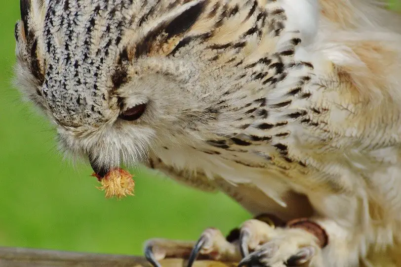 Owl Eating small animal