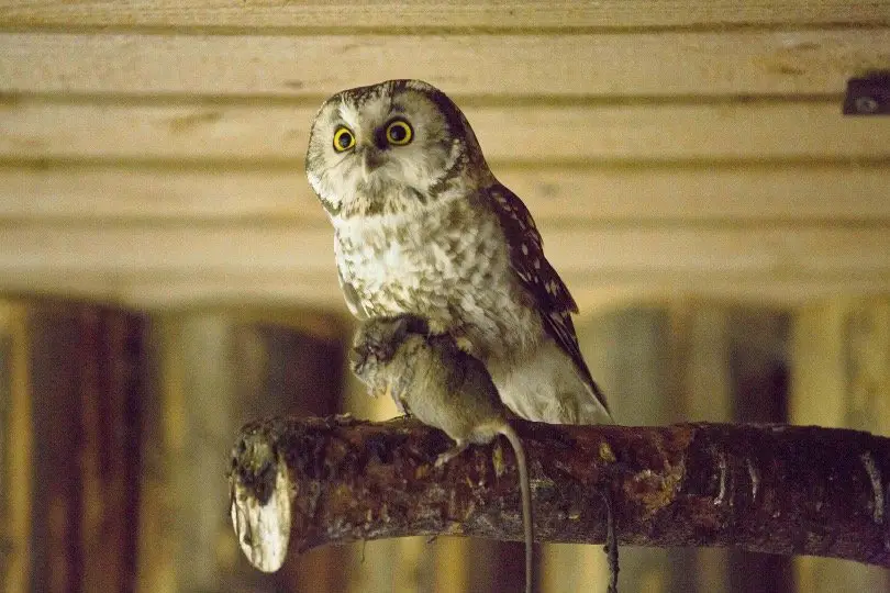 Owl captured rat in his claws