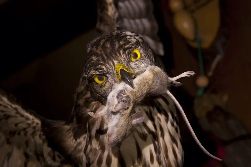 Owl eating rat