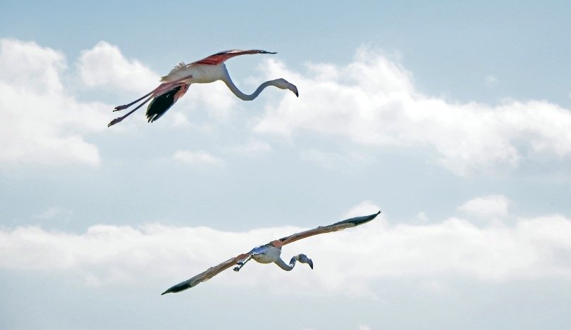 Pair of Flamingos very high in the sky