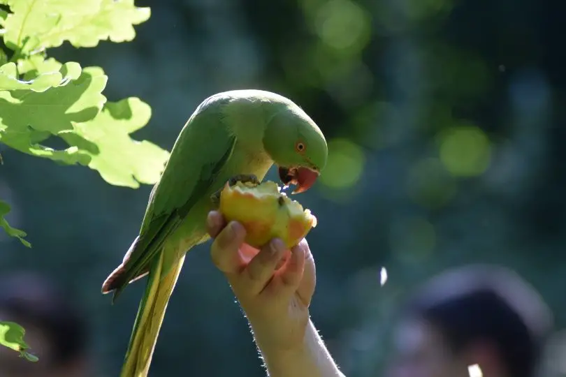 Parakeet eating apple