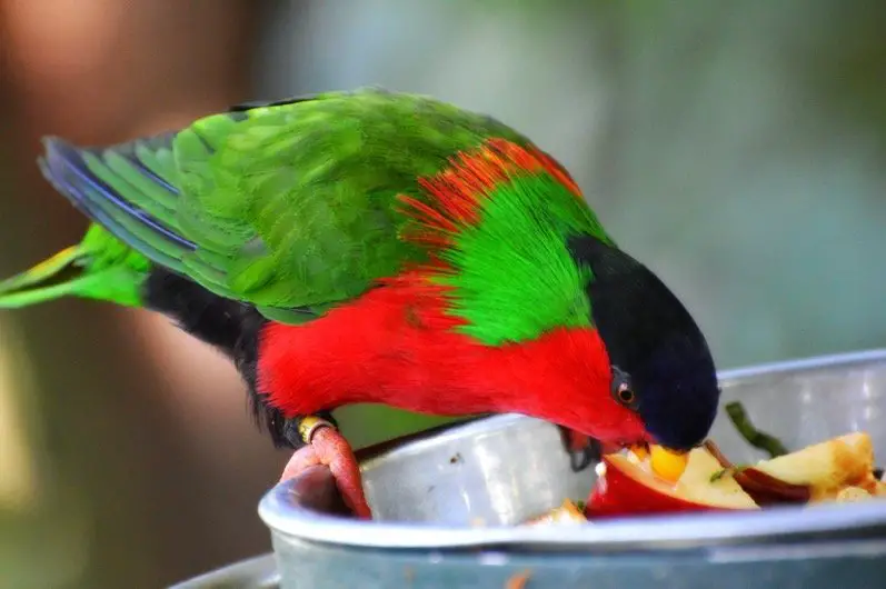 Parrot eating apple