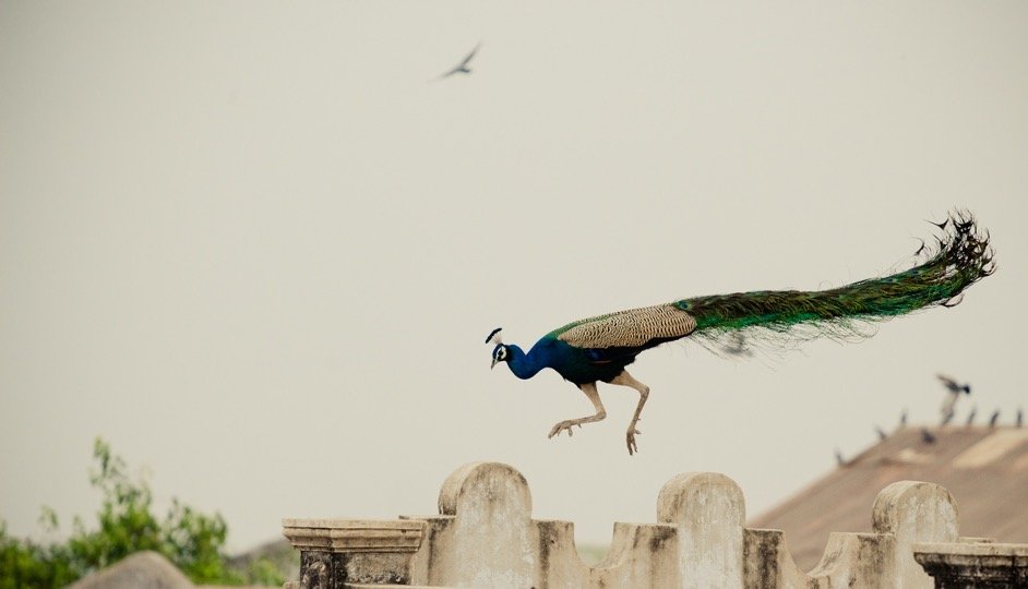 Peacock Jumping on the wall