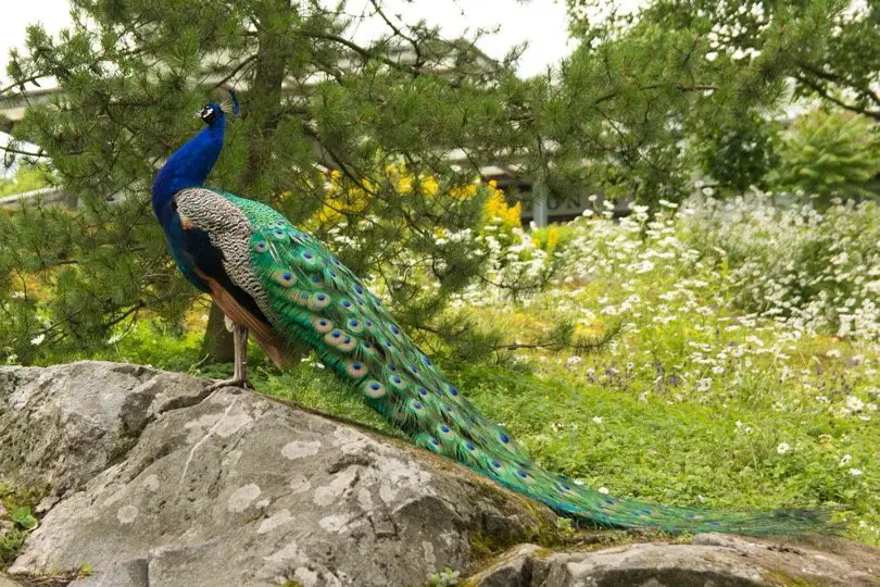 Peacock standing on rock