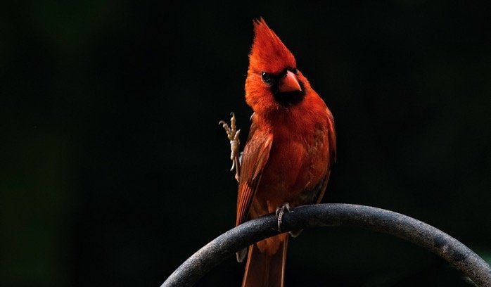 Perching cardinals