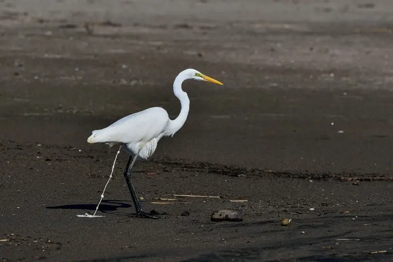 Pooping bird