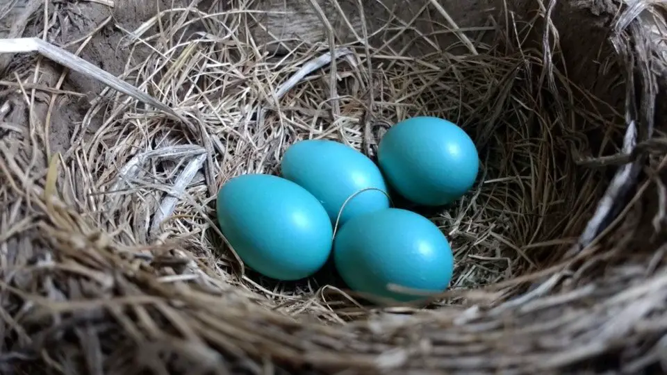Robin Eggs in the nest