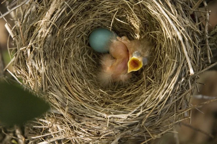 Robin Hatchling in the nest