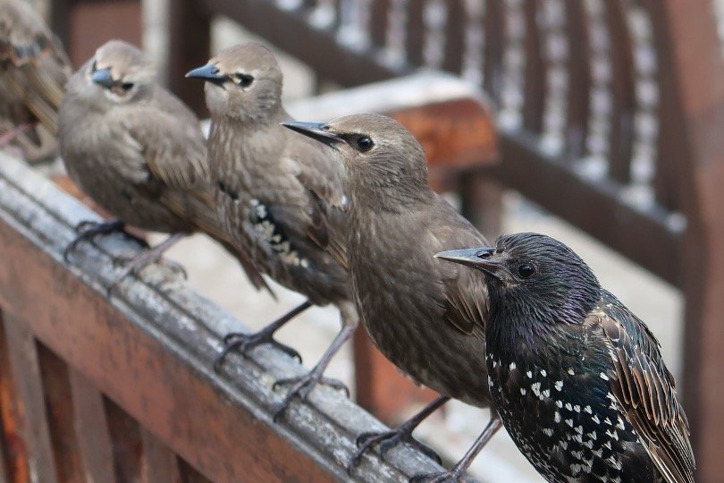 Starlings perching on house railing