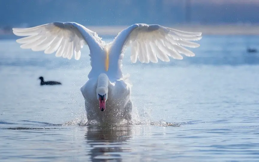 Swan trying to fly