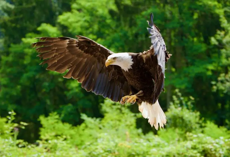 White-Tailed Eagle trying to make landing