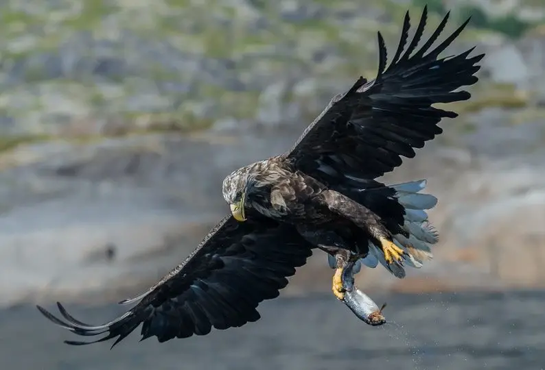 White-Tailed Eagle with fish in his claws