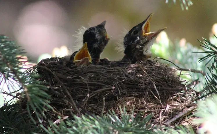 baby robins in their nest