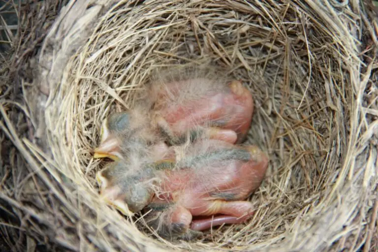 Baby Robins - All You Need To Know I TheBirdPedia