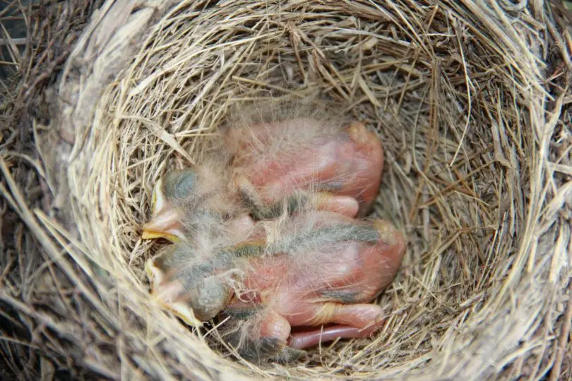 baby robins or robin hatchling in their nest