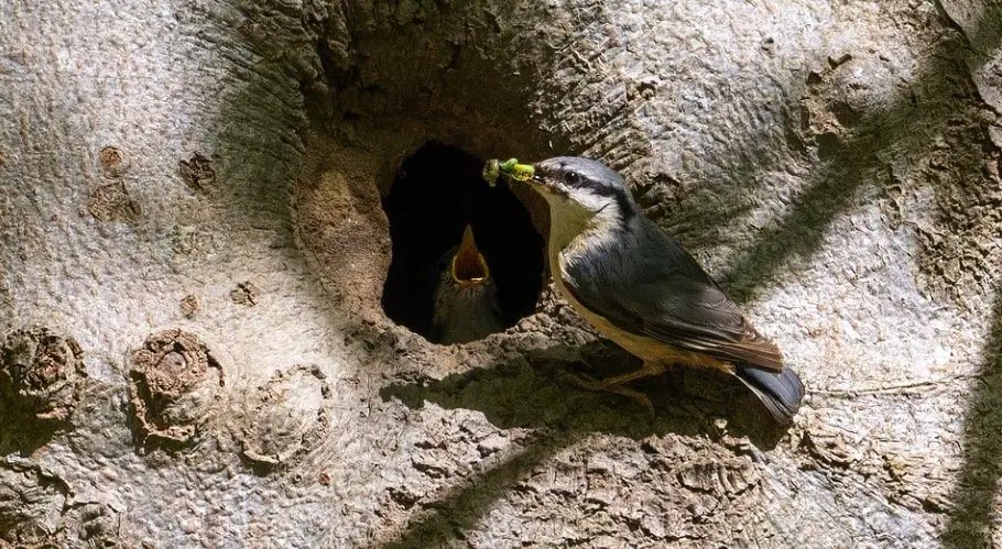 bird eating spider