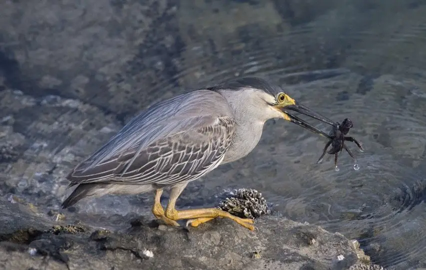 bird eating spider