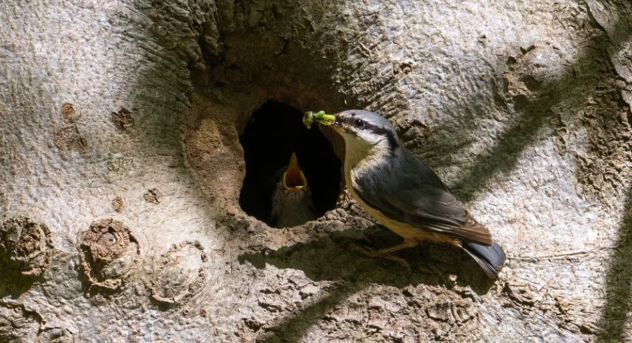 Woodpecker eating ants