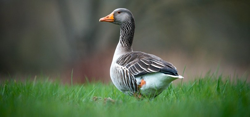 duck sitting on the grass