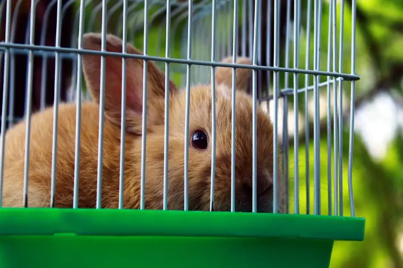 rabbits in cage