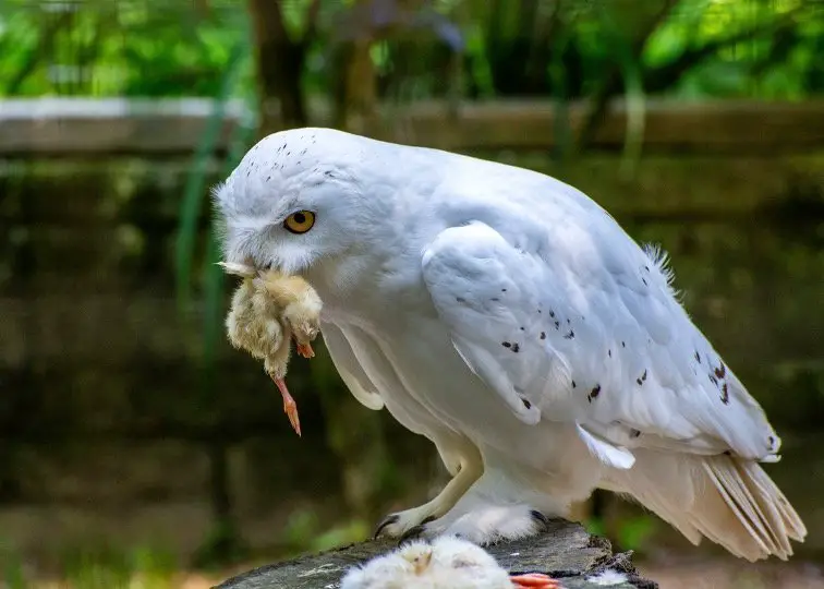 snowy Owl Eating animals