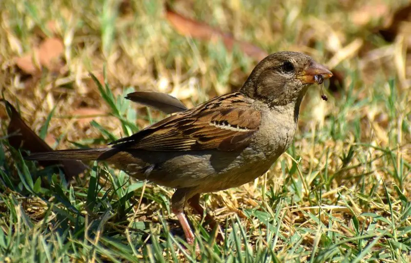 sparrow eating ants