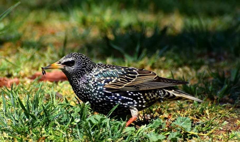 starlings eating ants