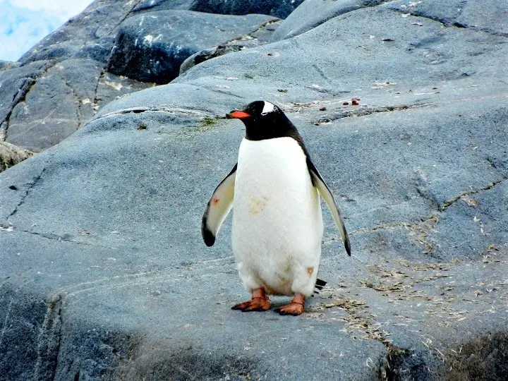 Adelie Penguin on the rock