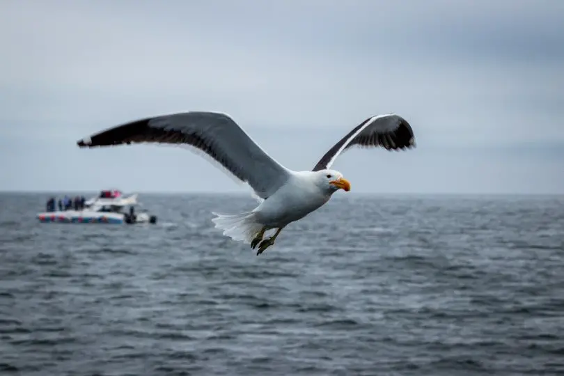 Albatross flying on the ocean