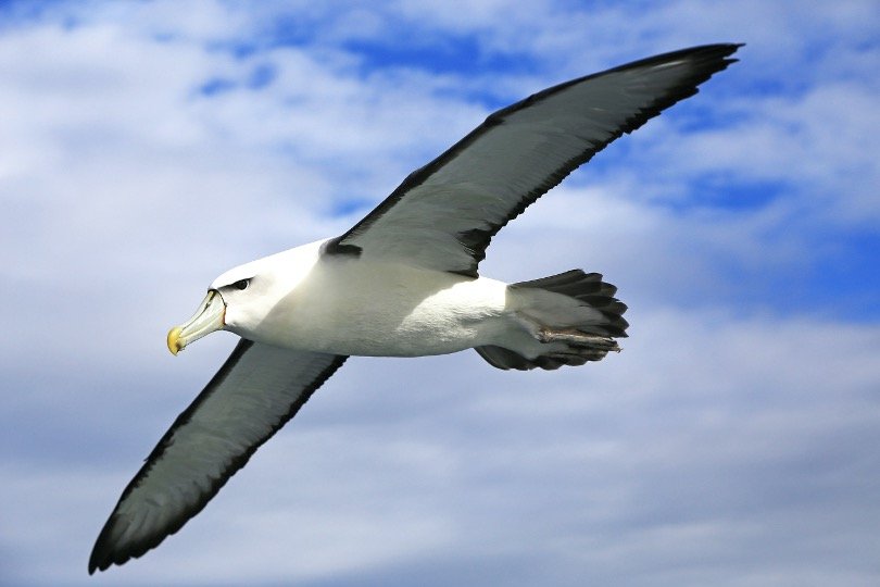 Albatross looking for food