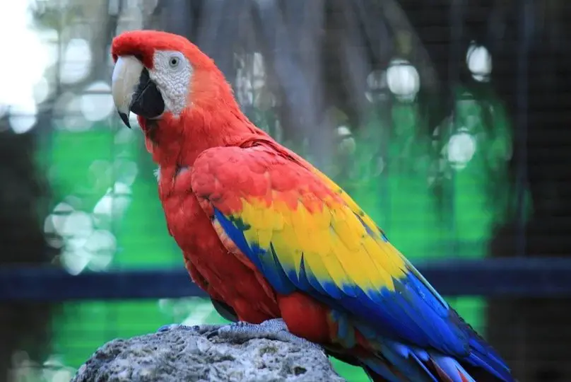 Amazon Parrot