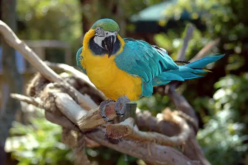 Amazon Parrot