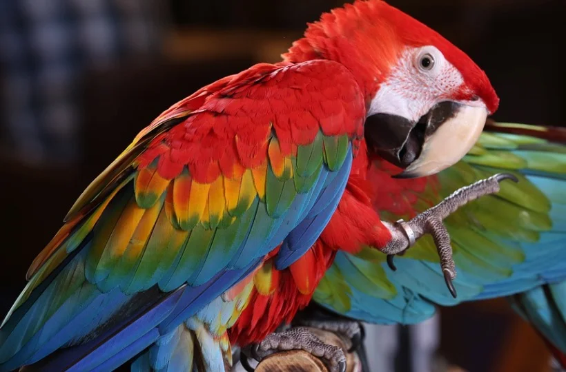 Amazon Parrot