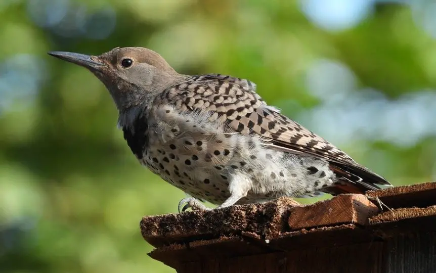 Alabama State Bird - Northern Flickers