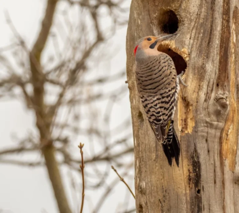 Alabama State Bird - Northern Flickers