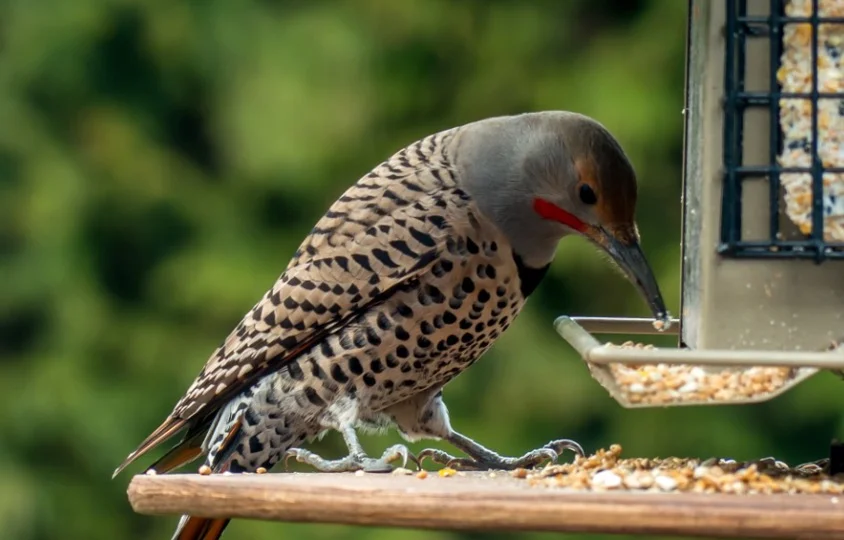 Alabama State Bird - Northern Flickers