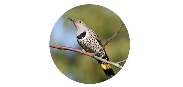Alabama State Bird - Northern Flickers