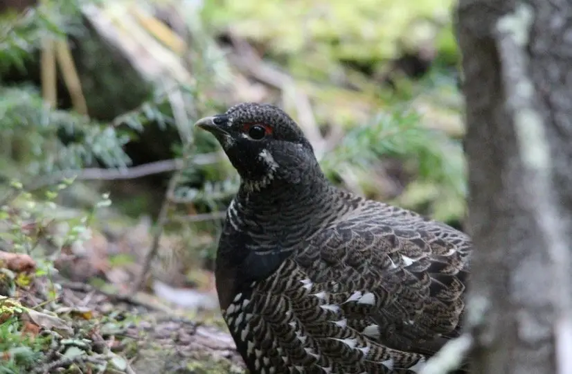 Alaska State Bird - Willow Ptarmigan