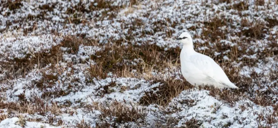 Alaska State Bird - Willow Ptarmigan