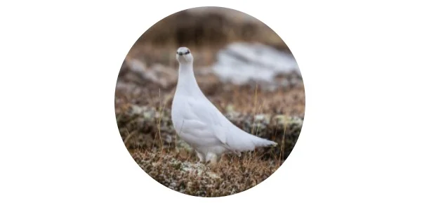 Alaska State Bird - Willow Ptarmigan